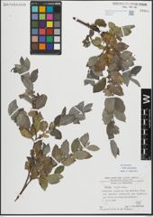Foto von Salix myrsinifolia Salisb.